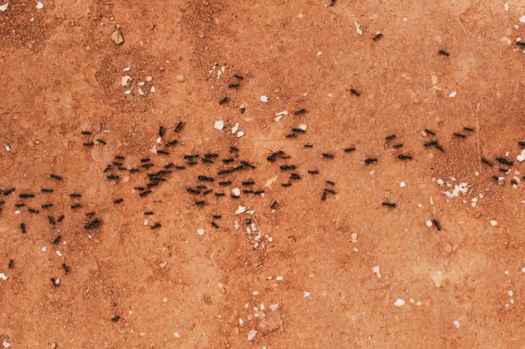 Comment se débarrasser des fourmis dans la maison