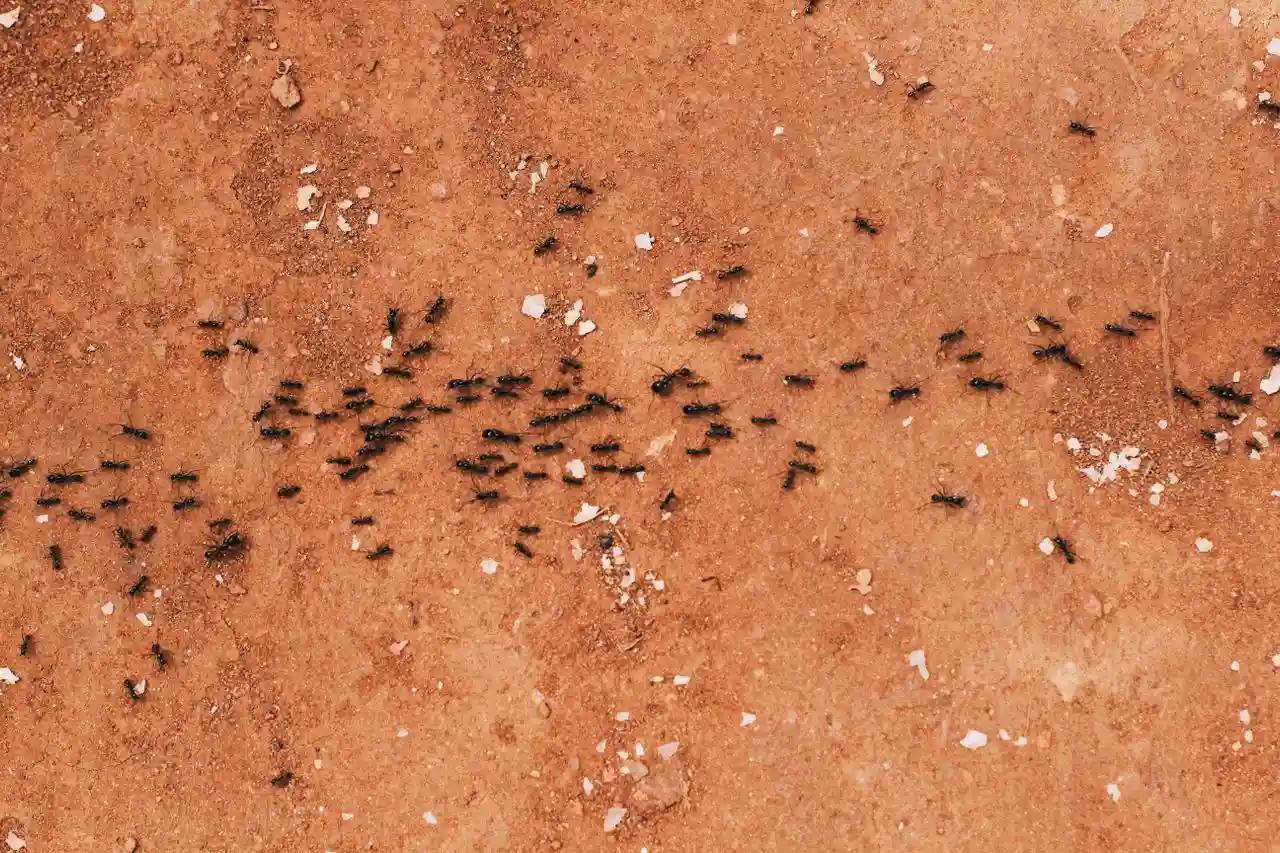 Comment se débarrasser des fourmis dans la maison